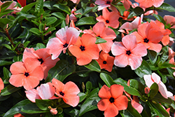 Tattoo Orange Vinca (Catharanthus roseus 'PAS1517061') at Lakeshore Garden Centres