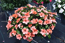 Tattoo Orange Vinca (Catharanthus roseus 'PAS1517061') at Lakeshore Garden Centres