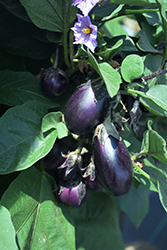 Patio Baby Eggplant (Solanum melongena 'Patio Baby') at Golden Acre Home & Garden