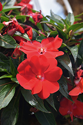 Spectra Bright Red Impatiens (Impatiens 'Spectra Bright Red') at Lakeshore Garden Centres