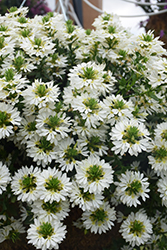 Surdiva White Fan Flower (Scaevola aemula 'Surdiva White') at Lakeshore Garden Centres