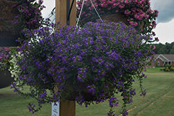 Surdiva Blue Violet Fan Flower (Scaevola aemula 'Surdiva Blue Violet') at Lakeshore Garden Centres