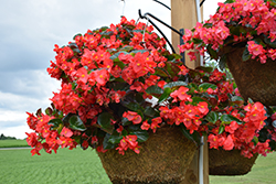 Viking Explorer Red on Green Begonia (Begonia 'Viking Explorer Red on Green') at Lakeshore Garden Centres