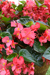 Viking Explorer Rose on Green Begonia (Begonia 'Viking Explorer Rose on Green') at Lakeshore Garden Centres