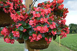 Viking Explorer Rose on Green Begonia (Begonia 'Viking Explorer Rose on Green') at Lakeshore Garden Centres