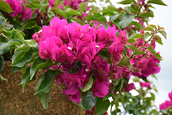 Vera Purple Bougainvillea (Bougainvillea 'Vera Purple') at Lakeshore Garden Centres