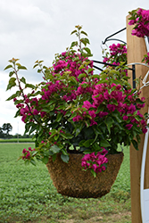 Vera Purple Bougainvillea (Bougainvillea 'Vera Purple') at Lakeshore Garden Centres