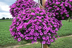 Supertunia Vista Jazzberry Petunia (Petunia 'Supertunia Vista Jazzberry') at Lakeshore Garden Centres
