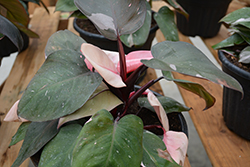 Prismacolor Pink Princess Philodendron (Philodendron 'Pink Princess') at Golden Acre Home & Garden