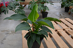 Prismacolor Green Princess Philodendron (Philodendron 'Green Princess') at Golden Acre Home & Garden