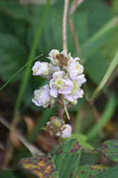 Blackberry (Rubus fruticosus) at Lakeshore Garden Centres