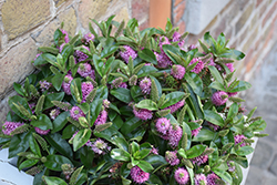 Wiri Charm Hebe (Hebe 'Wiri Charm') at Lakeshore Garden Centres