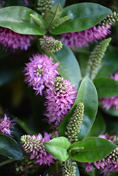 Wiri Charm Hebe (Hebe 'Wiri Charm') at Lakeshore Garden Centres