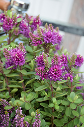 New Zealand Hebe (Hebe speciosa) at Lakeshore Garden Centres
