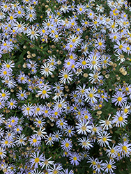Woods Blue Aster (Symphyotrichum 'Woods Blue') at Lakeshore Garden Centres