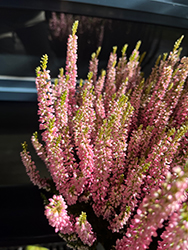 Marlies Heather (Calluna vulgaris 'Marlies') at Lakeshore Garden Centres