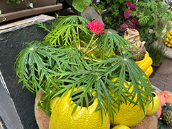 Coralbush (Jatropha multifida) at Lakeshore Garden Centres