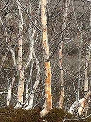 Downy Birch (Betula pubescens) at Lakeshore Garden Centres