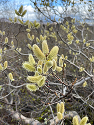 Woolly Willow (Salix lanata) at Lakeshore Garden Centres