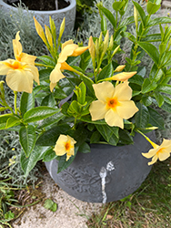 Calypso Limone Mandevilla (Mandevilla 'Calypso Limone') at Lakeshore Garden Centres