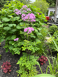 Nimbus Pink Meadow Rue (Thalictrum aquilegiifolium 'Nimbus Pink') at Green Thumb Garden Centre