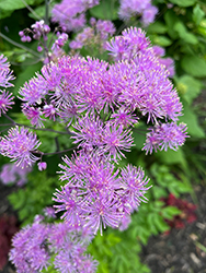 Nimbus Pink Meadow Rue (Thalictrum aquilegiifolium 'Nimbus Pink') at Green Thumb Garden Centre