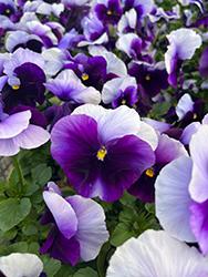 Delta Premium Beaconsfield Pansy (Viola x wittrockiana 'Delta Premium Beaconsfield') at Lakeshore Garden Centres