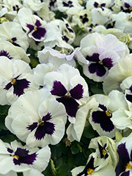 Delta Premium White with Blotch Pansy (Viola x wittrockiana 'Delta Premium White with Blotch') at Lakeshore Garden Centres