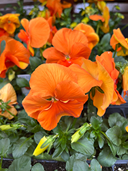 Spring Matrix Deep Orange Pansy (Viola 'PAS912388') at Lakeshore Garden Centres