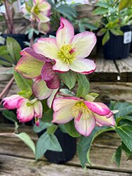 HGC Ice N' Roses Dark Picotee Hellebore (Helleborus 'COSEH 5100') at Lakeshore Garden Centres