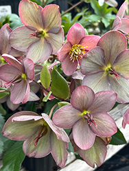 HGC Ice N' Roses Rose Hellebore (Helleborus 'COSEH 4200') at Lakeshore Garden Centres