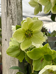 HGC Ice N' Roses White Hellebore (Helleborus 'COSEH 4500') at Lakeshore Garden Centres