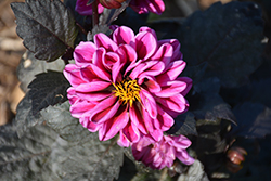 Temptation Purple Dahlia (Dahlia 'Temptation Purple') at Lakeshore Garden Centres