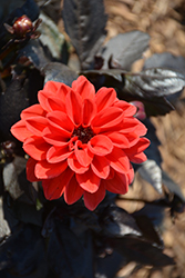 Temptation Orange Dahlia (Dahlia 'Temptation Orange') at Lakeshore Garden Centres