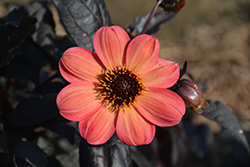 Mystic Haze Dahlia (Dahlia 'Mystic Haze') at Lakeshore Garden Centres
