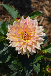 MegaBoom Passion Fruit Dahlia (Dahlia 'MegaBoom Passion Fruit') at Lakeshore Garden Centres