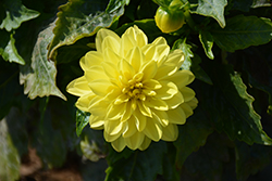 Dahlinova Hypnotica Yellow Dahlia (Dahlia 'Hypnotica Yellow') at Lakeshore Garden Centres