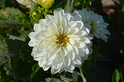 Dahlinova Hypnotica White Dahlia (Dahlia 'Hypnotica White') at Lakeshore Garden Centres