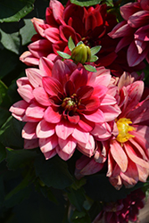 Dahlinova Hypnotica Red Velvet Dahlia (Dahlia 'Hypnotica Red Velvet') at Lakeshore Garden Centres