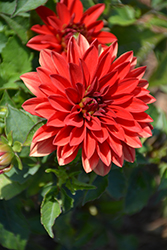 Dahlinova Hypnotica Red Dahlia (Dahlia 'Hypnotica Red') at Lakeshore Garden Centres