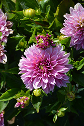 Dahlinova Hypnotica Purple Bicolor Dahlia (Dahlia 'Hypnotica Purple Bicolor') at Lakeshore Garden Centres