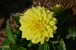 Labella Maggiore Yellow Dahlia (Dahlia 'Labella Maggiore Yellow') at Lakeshore Garden Centres