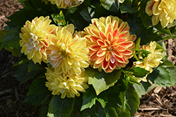 Lubega Power Tricolor Dahlia (Dahlia 'Lubega Power Tricolor') at Lakeshore Garden Centres