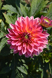 Venti Passion Fruit Dahlia (Dahlia 'Baldenink') at Lakeshore Garden Centres