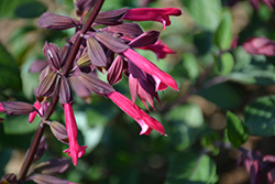 Skyscraper Dark Purple Salvia (Salvia 'HYBSV16016') at Lakeshore Garden Centres