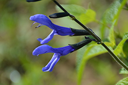 Black & Bloom Sage (Salvia guaranitica 'Black & Bloom') at Lakeshore Garden Centres