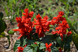 Red Hot Sally II Salvia (Salvia splendens 'Red Hot Sally II') at Lakeshore Garden Centres