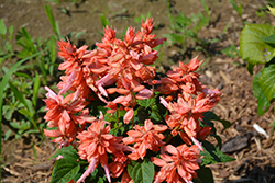 Vista Salmon Sage (Salvia splendens 'PAS94671') at Lakeshore Garden Centres