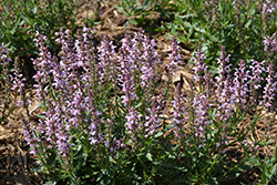 Feathers Flamingo Salvia (Salvia 'Bocoffla') at Lakeshore Garden Centres