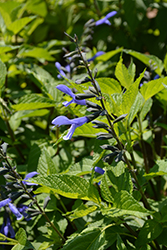 Rockin' Blue Suede Shoes Salvia (Salvia 'BBSAL01301') at Lakeshore Garden Centres